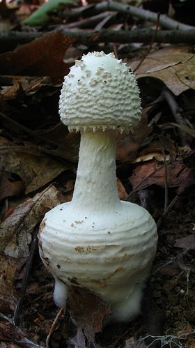 Amanita abrupta